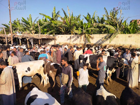 زيادة-المعروض_1 زيادة-المعروض_1