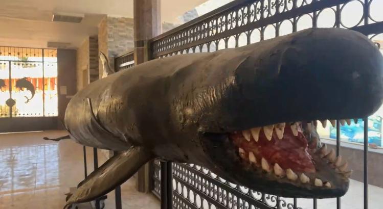 الدولفين القاتل الكاذب