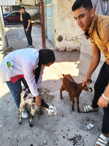 كشف طب بيطرى