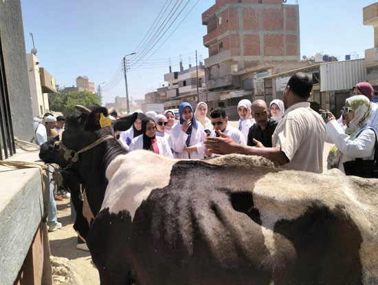 القافلة البيطرية