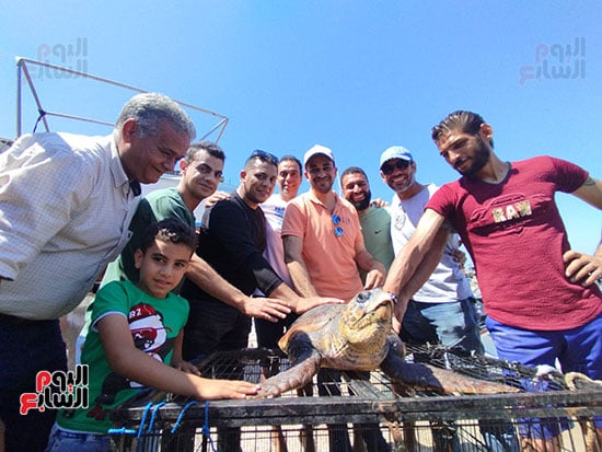 سحلفاه-بحرية-في-الإسكندرية سحلفاه-بحرية-في-الإسكندرية