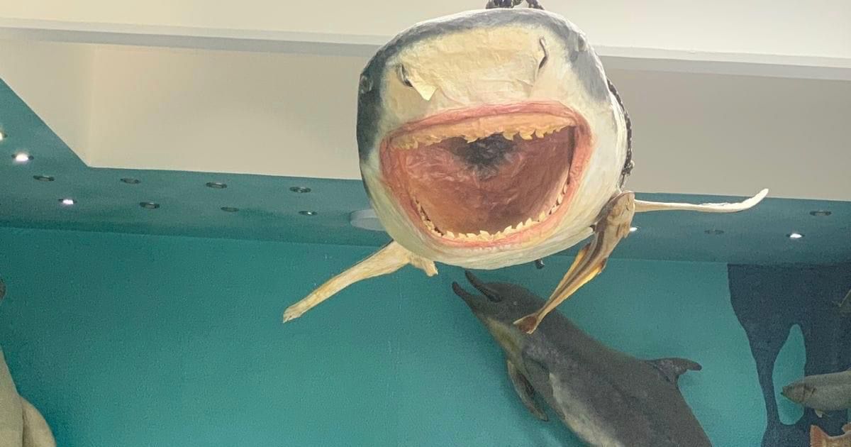 قرش ماكو محنط