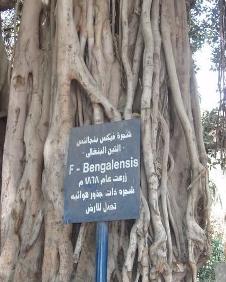 حديقة الازبكية (2)