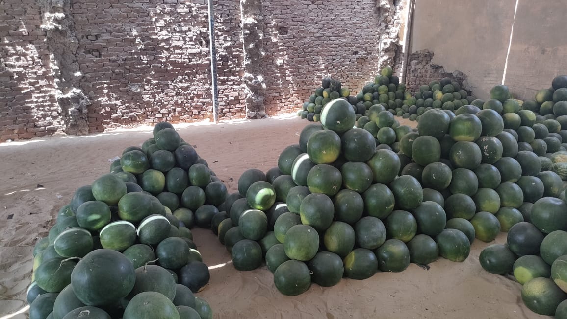 شادر البطيخ_1