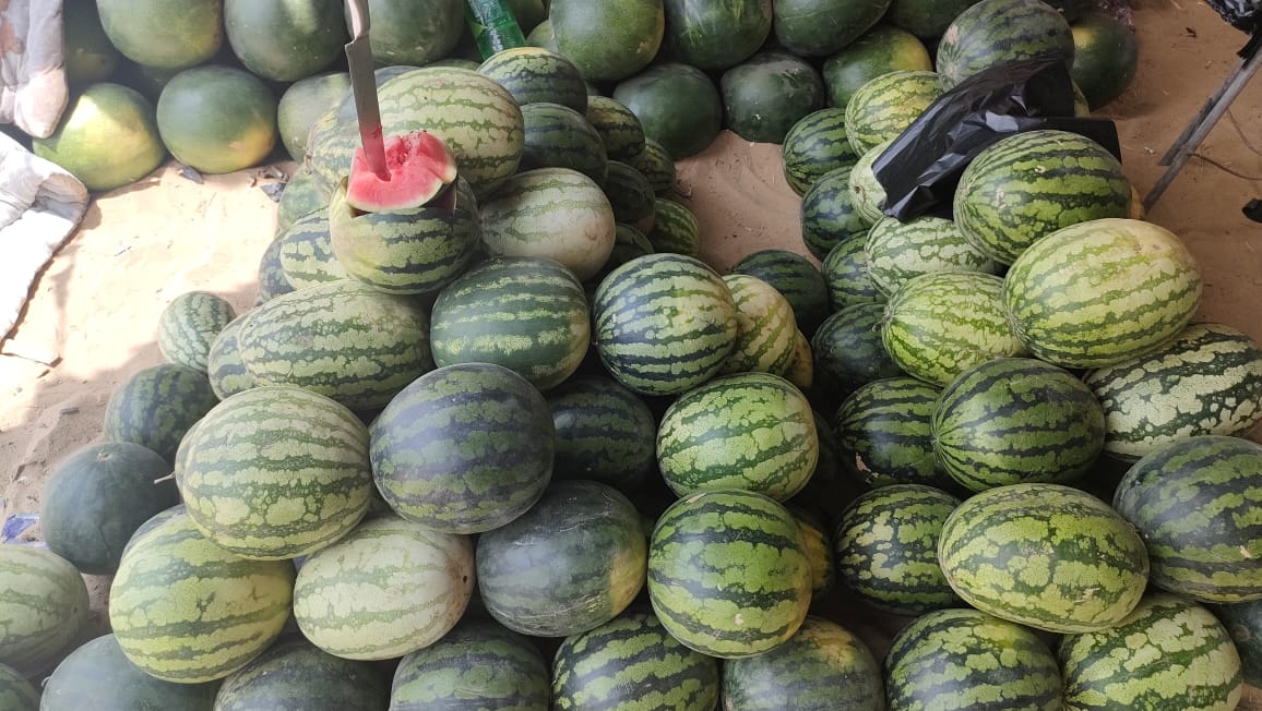 بطيخ النمس