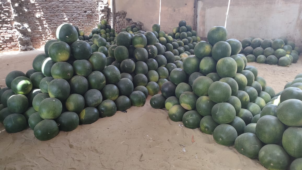 بطيخ جيزة بطيخ جيزة