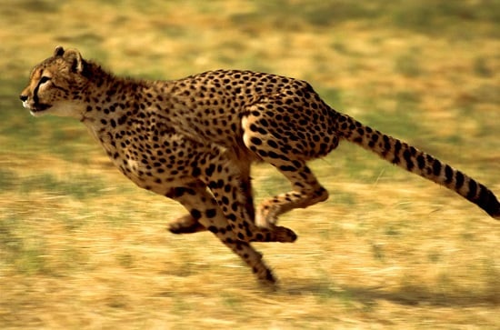 اسرع حيوان بري