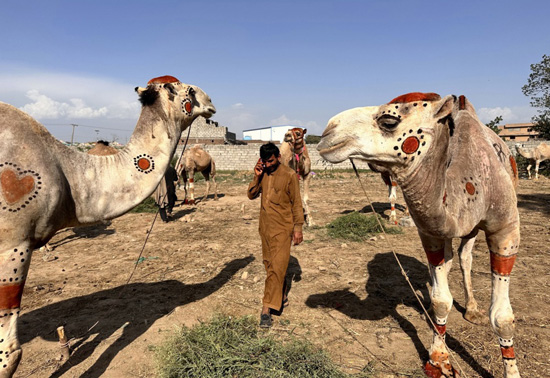سوق الجِمال فى باكستان (9)