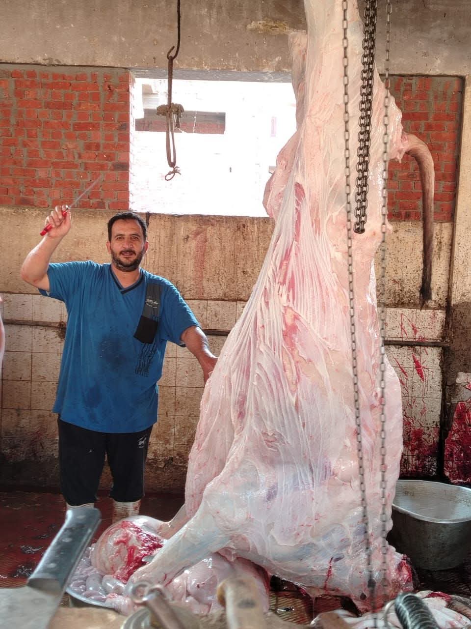 جاهزية مجزر