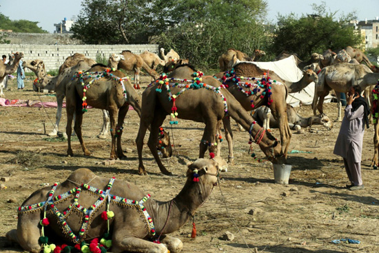 سوق الجِمال فى باكستان (8)