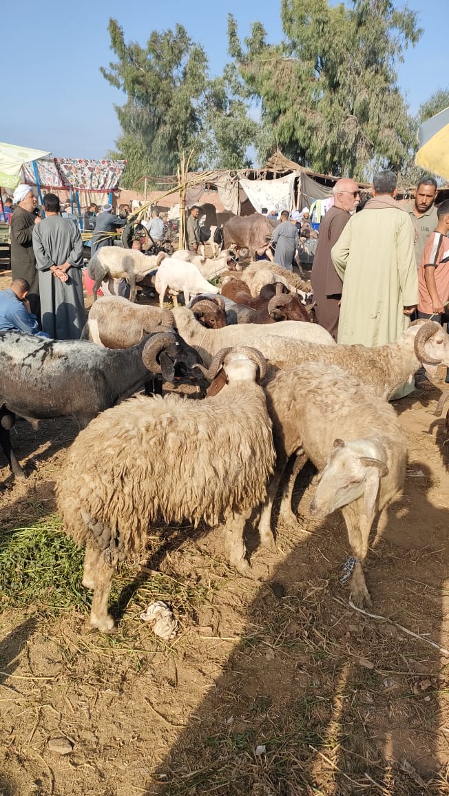 الأغنام بالسوق الأغنام بالسوق