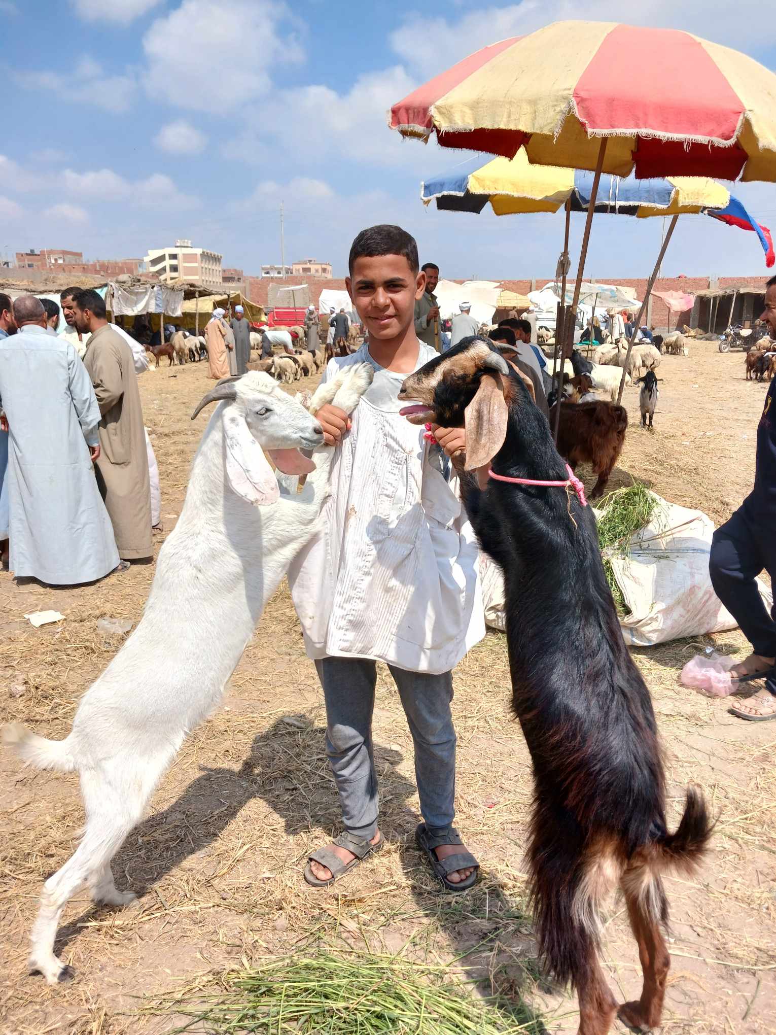 الماعز الباكستانى النوع