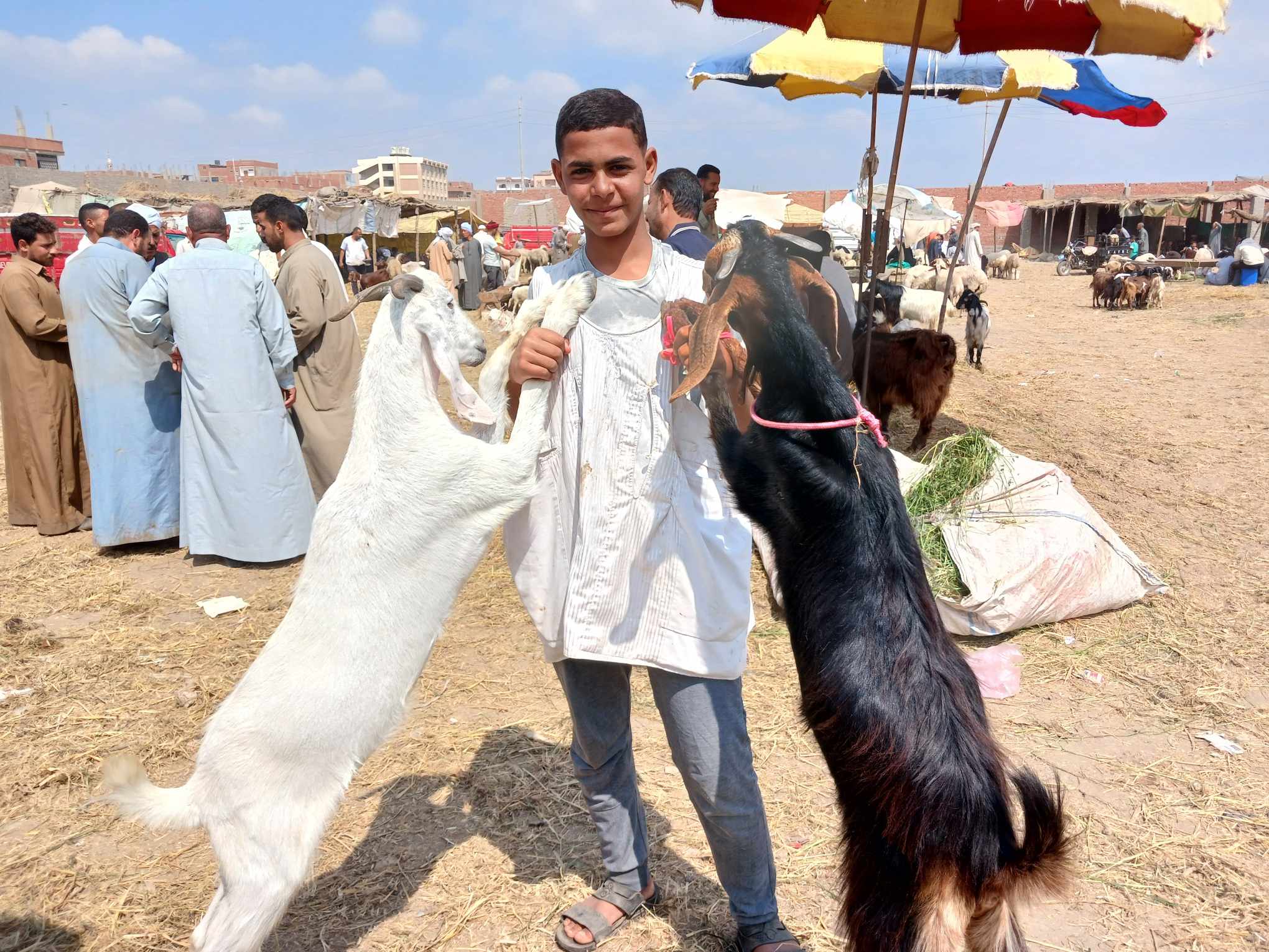 ماعز باكستانى