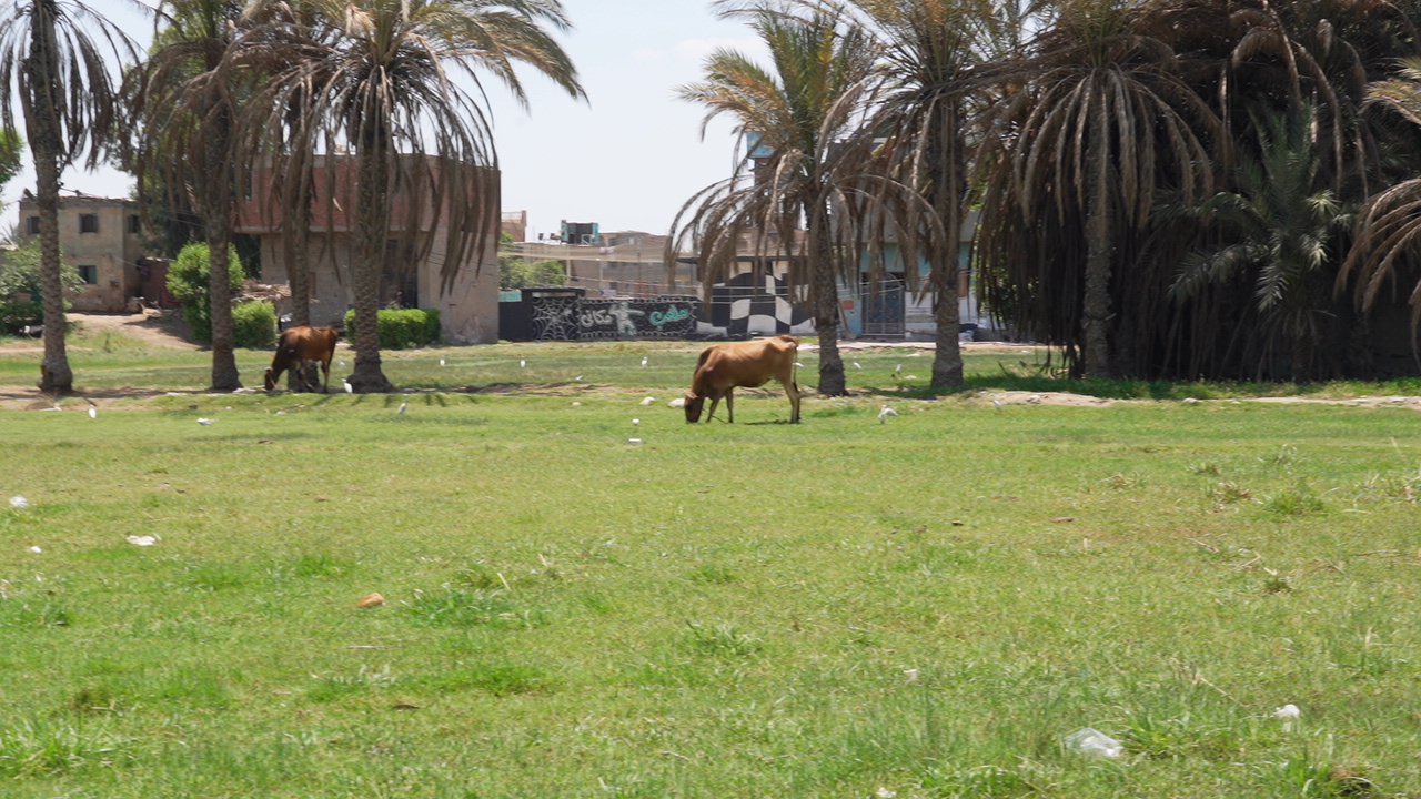 جانب من جزيرة قرصاية