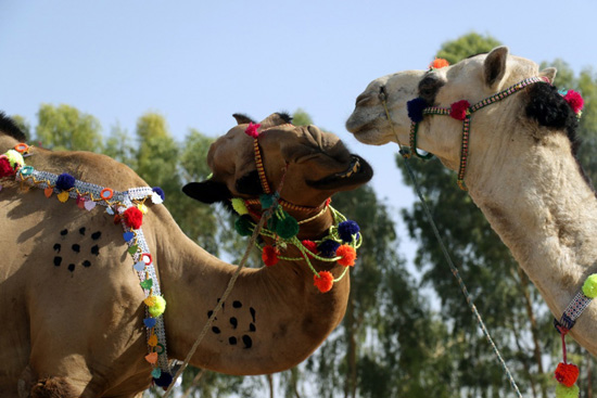 سوق الجِمال فى باكستان (4)