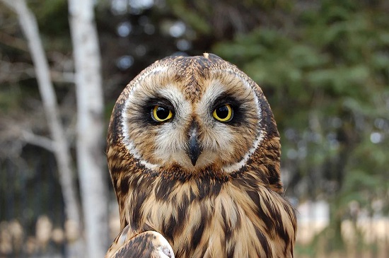 البومة البومة