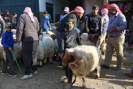 سوق الأغنام فى سوريا (6)
