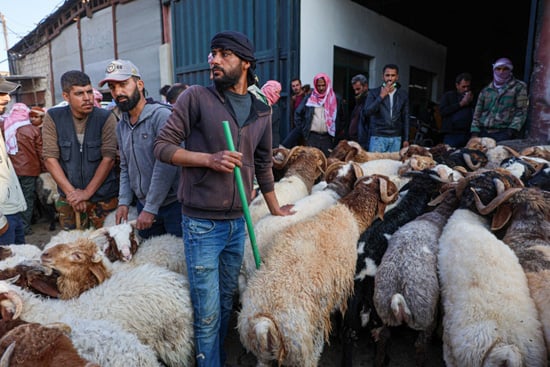 سوق الأغنام فى سوريا (2)