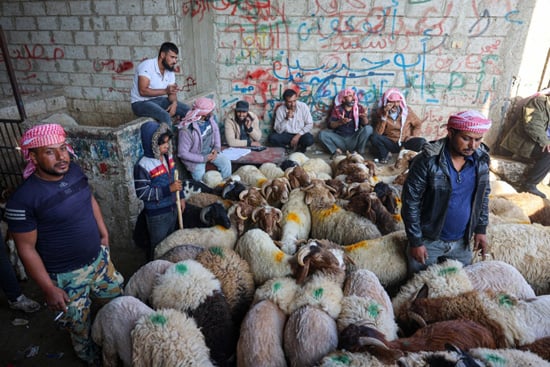 سوق الأغنام فى سوريا (10)