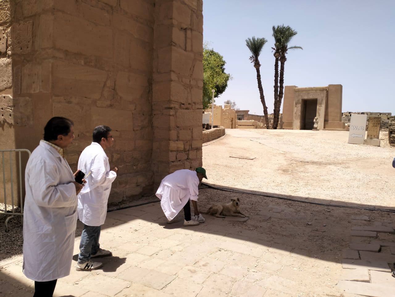 فرق بيطرية تحصن الكلاب الضالة داخل معابد الكرنك بمدينة الأقصر فرق بيطرية تحصن الكلاب الضالة داخل معابد الكرنك بمدينة الأقصر