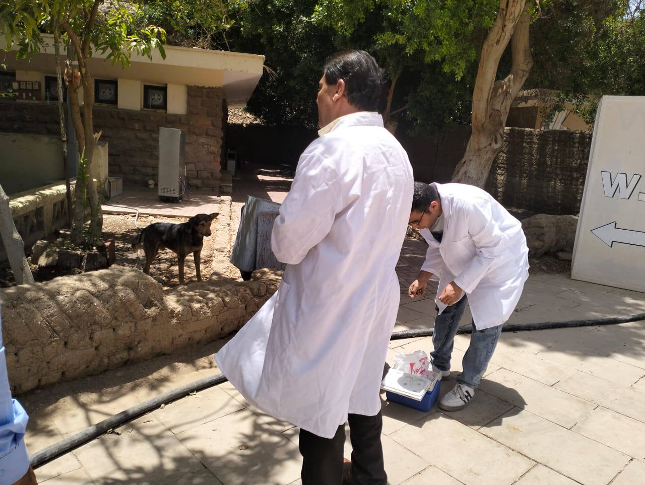 تحصين الكلاب الضالة داخل معابد الكرنك بمدينة الأقصر تحصين الكلاب الضالة داخل معابد الكرنك بمدينة الأقصر