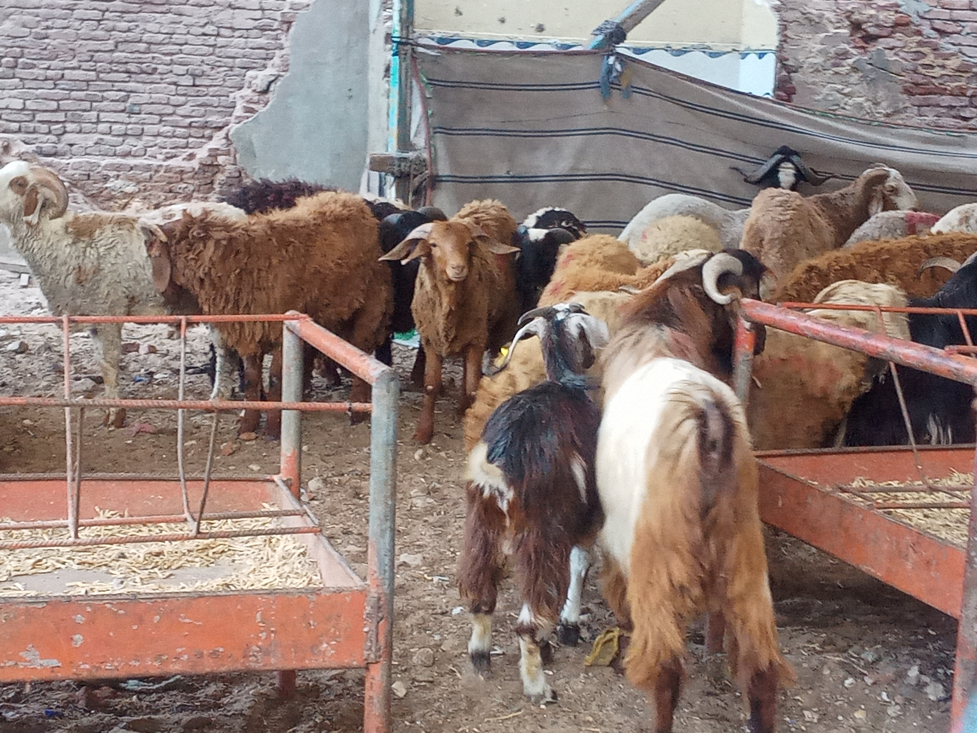 انتشار شوادر الأغنام بمناطق البحيرة