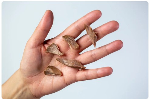 صغيرة من لحم الضأن للأطفال بعمر 9 أشهر فما فوق