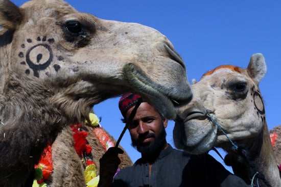 سوق الجِمال فى باكستان سوق الجِمال فى باكستان