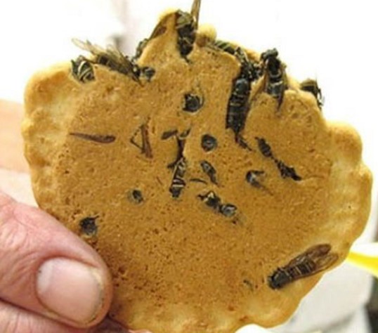 بسكويت بسكويت