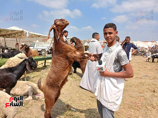 الماعز الماعز