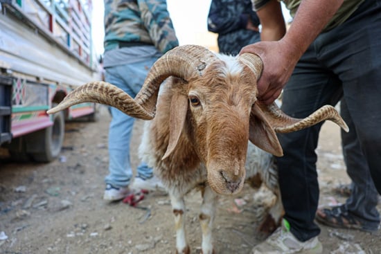 سوق الأغنام فى سوريا (5)