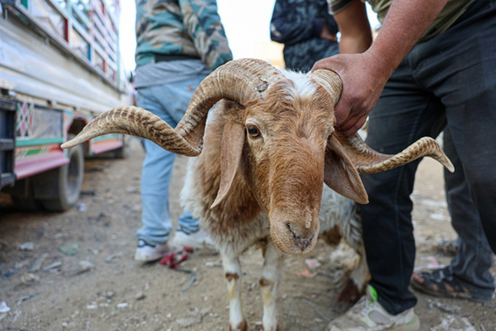 سوق الأغنام فى سوريا (5)
