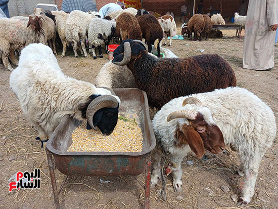 السوق--قبل-العيد السوق--قبل-العيد