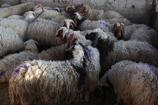 سوق الأغنام فى سوريا (7)