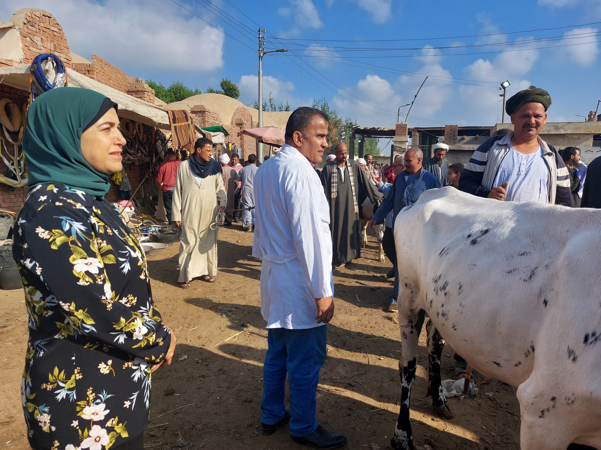 انتشار حملات الطب البيطري بالقليوبية انتشار حملات الطب البيطري بالقليوبية