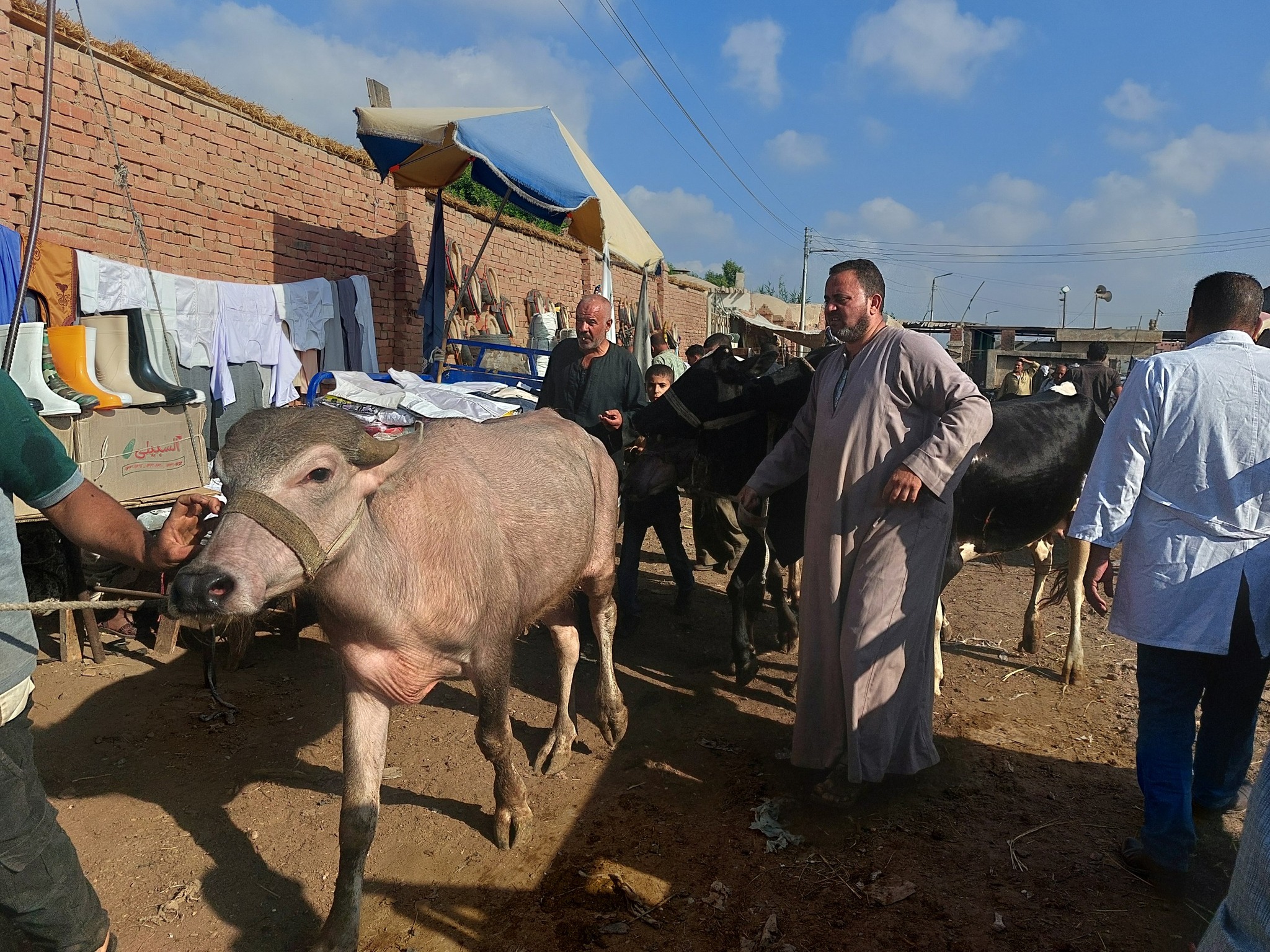 بعد شراء الأضاحي بعد شراء الأضاحي