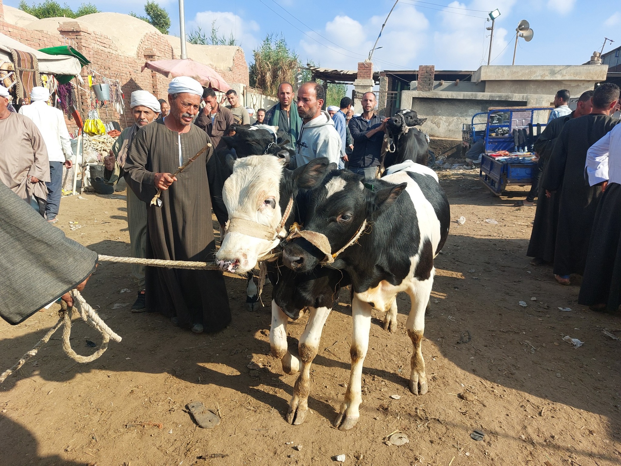 الأضاحي بالأسواق الأضاحي بالأسواق