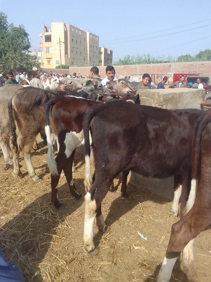 الزحام بالأسواق الزحام بالأسواق
