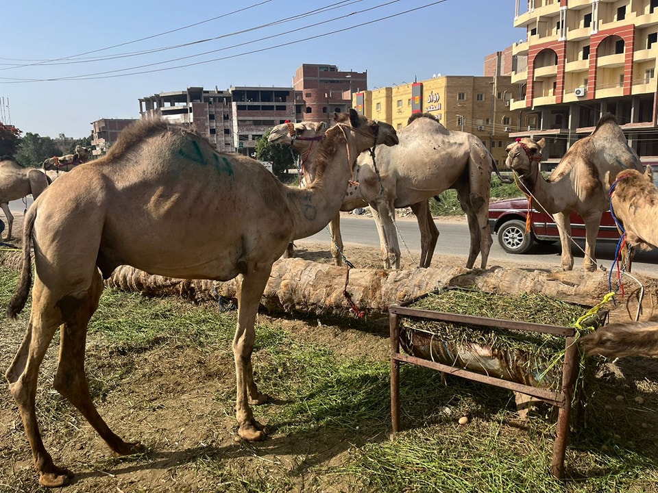 أسواق الإبل أسواق الإبل