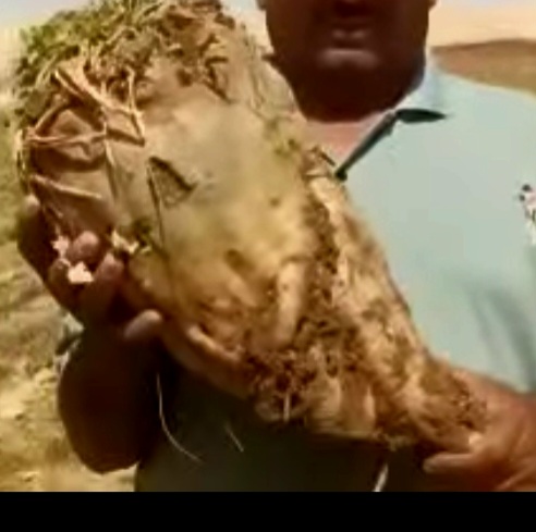 احجام كبيرة لثمرة البنجر احجام كبيرة لثمرة البنجر