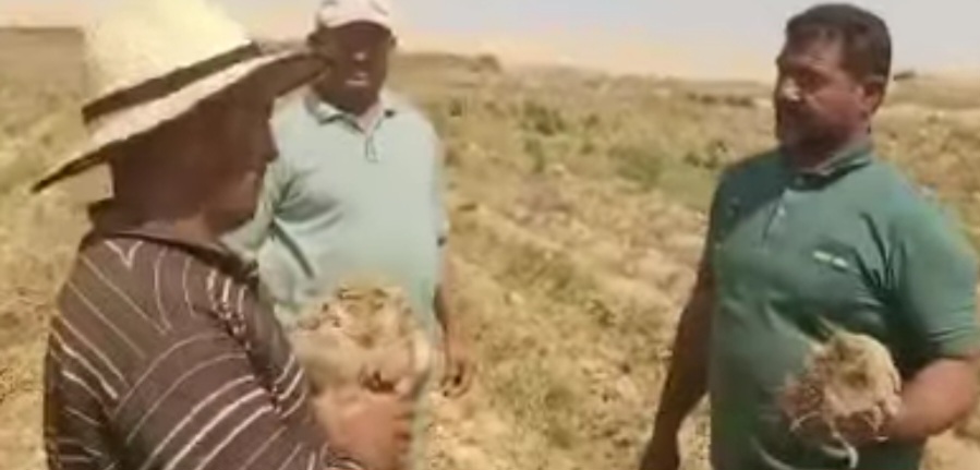 عرض نظم الزراعة النموذجية لبنحر السكر عرض نظم الزراعة النموذجية لبنحر السكر