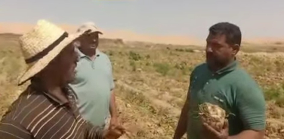 بنحر السكر فى الوادى الجديد بنحر السكر فى الوادى الجديد