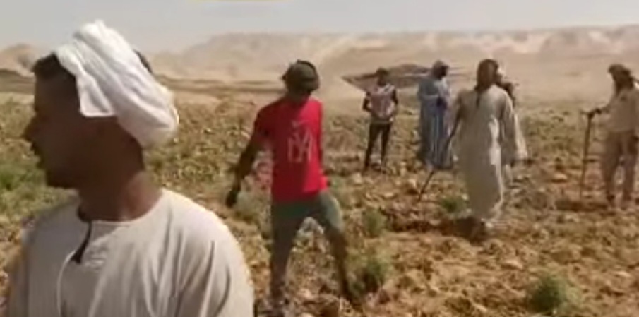 داخل احدى مزارع البنجر فى غرب الموهوب داخل احدى مزارع البنجر فى غرب الموهوب