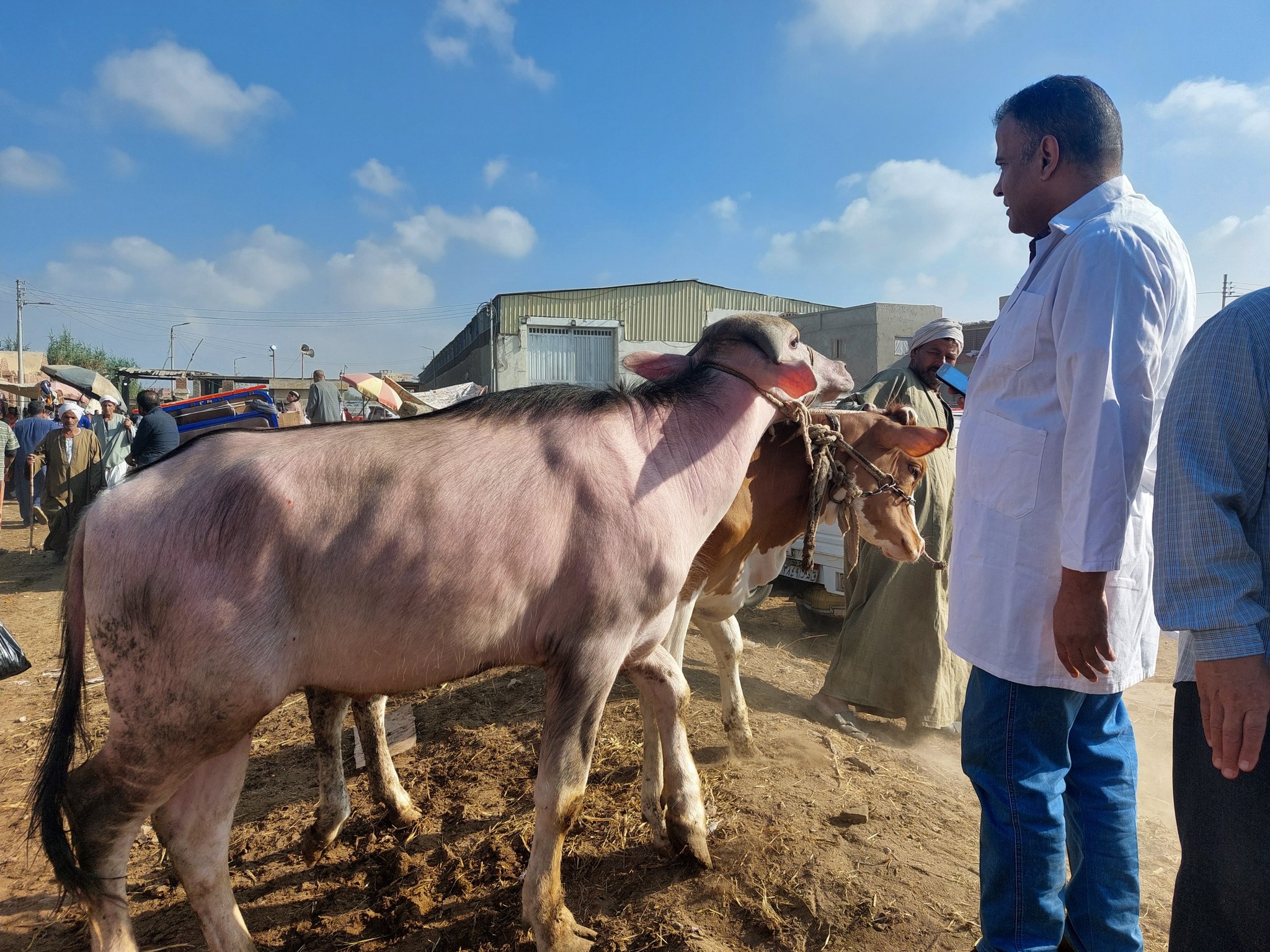 أعمال الفحص بالأسواق أعمال الفحص بالأسواق