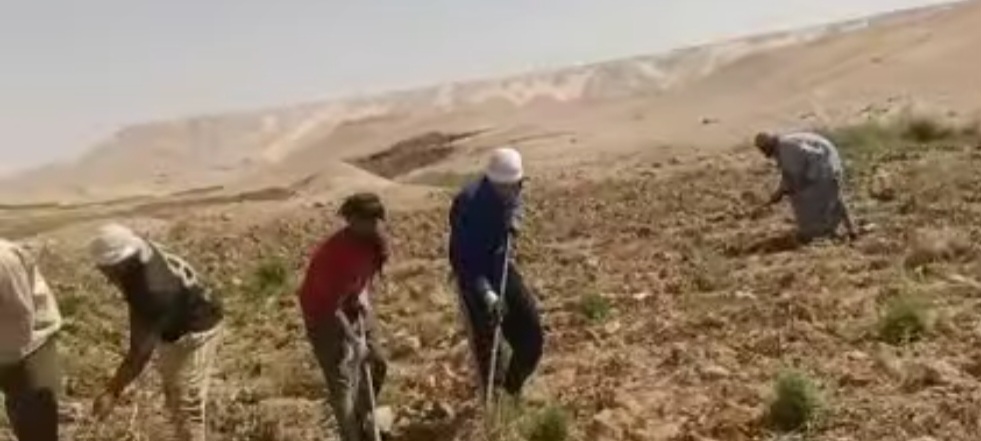 حساد البنجر يدويا بالداخلة حساد البنجر يدويا بالداخلة