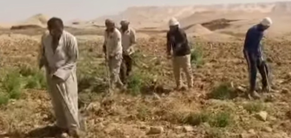 انتاج متزايد من محصول البنجر انتاج متزايد من محصول البنجر