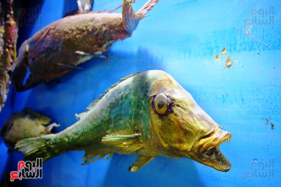 نموذج حي لتنوع الحياة البحرية في البحر المتوسط داخل متحف الأحياء المائية بالإسكندرية