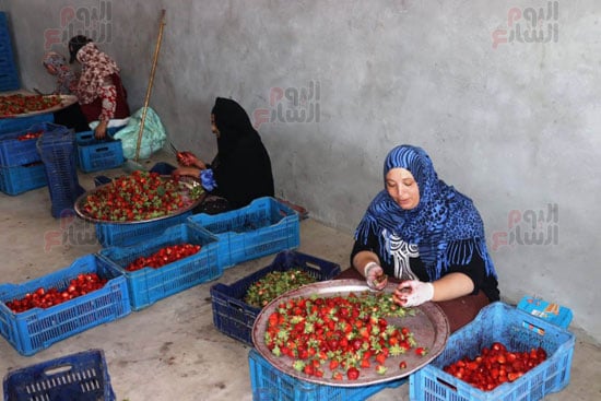 مراكز-تجهيز-الفراولة-للتعبئة مراكز-تجهيز-الفراولة-للتعبئة