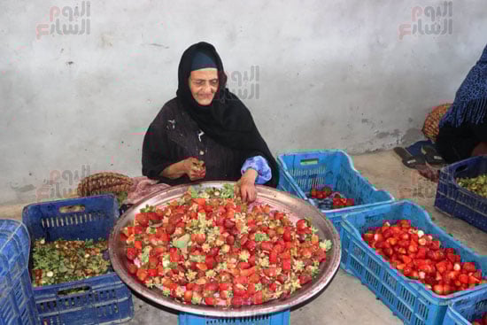 سيدات-الفراولة سيدات-الفراولة