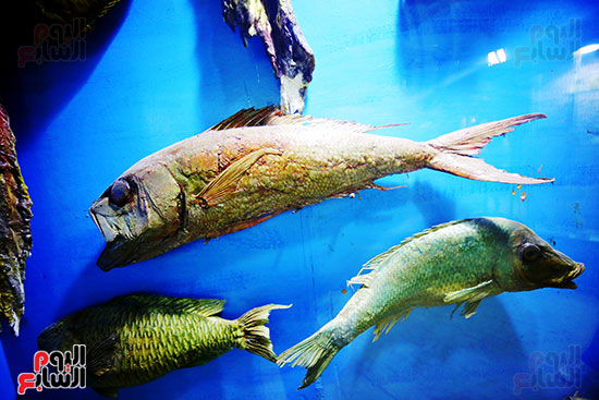 انواع الاسماك